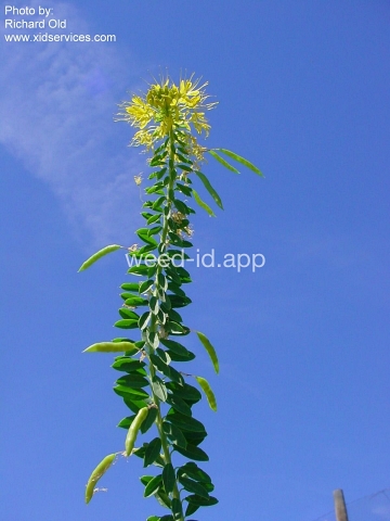 beeplant, yellow